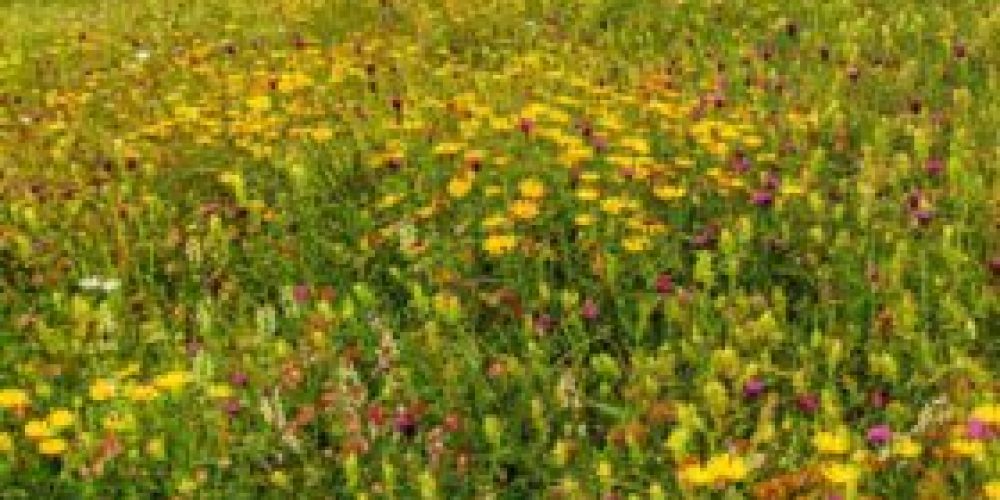 Mestni plakati o varovanju biodiverzitete – cvetoči travnik