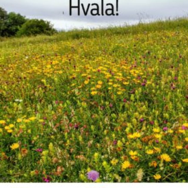 City posters about biodiversity – flowering meadows