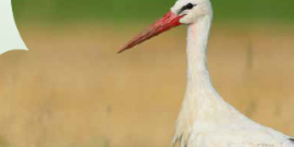 Leaflet Agriculture and biodiversity go hand in hand