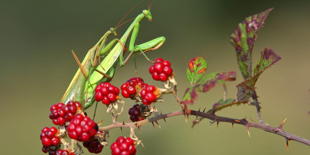 O biodiverziteti na stojnici Znanstivala 2018
