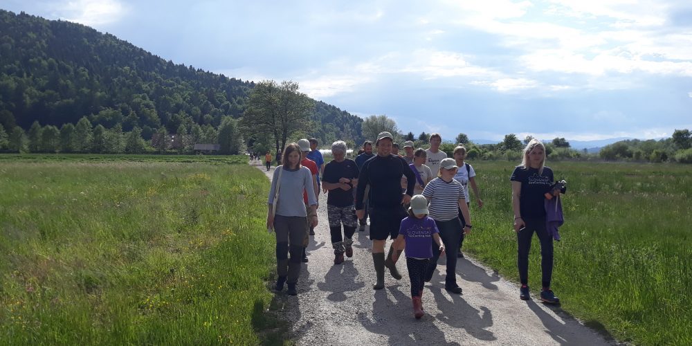 Odstranjevanje zlate rozge na Barju