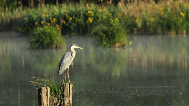 Biodiverziteta in voda