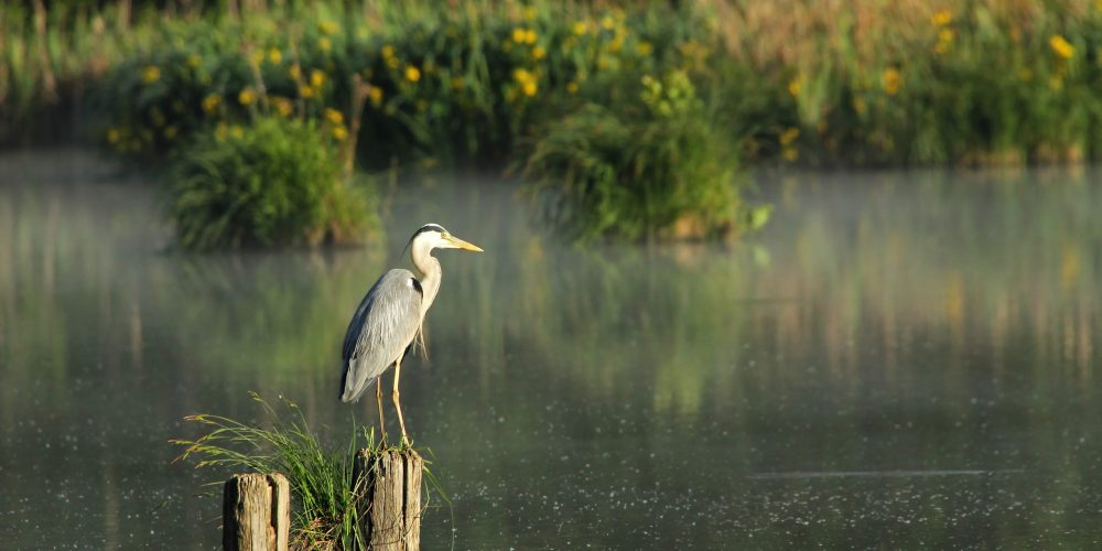 Biodiverziteta in voda