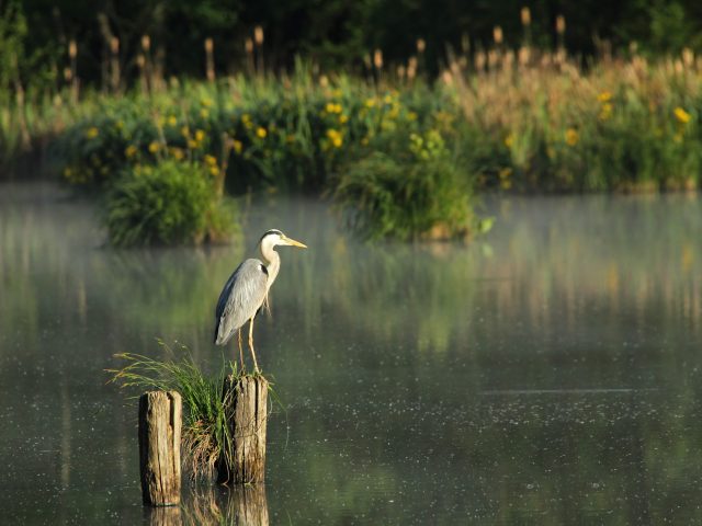 Biodiverziteta in voda