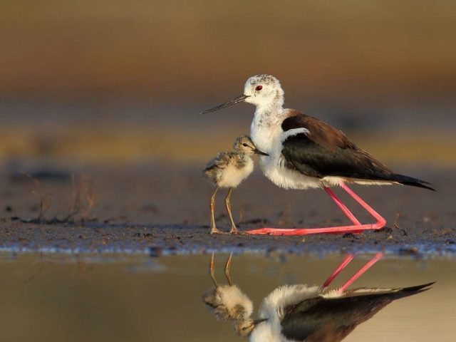 Fotografska razstava Biodiverziteta Slovenije