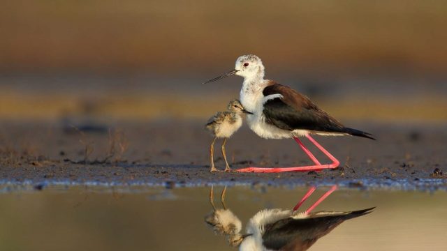 Fotografska razstava Biodiverziteta Slovenije