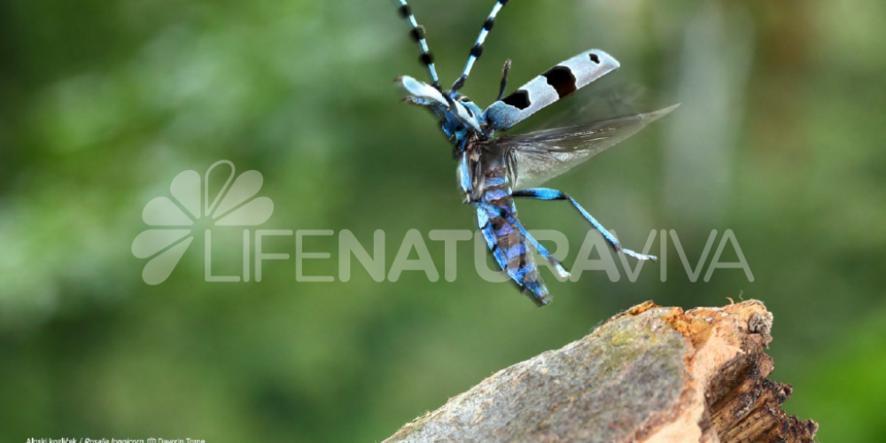 Outdoor exhibition Biodiversity of Slovenia