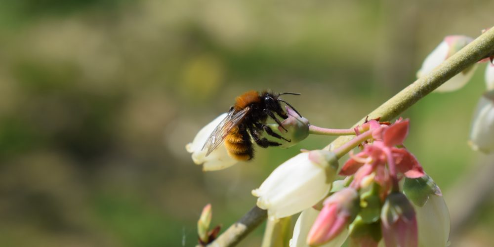 Zloženka Kmetijstvo in biodiverziteta z roko v roki