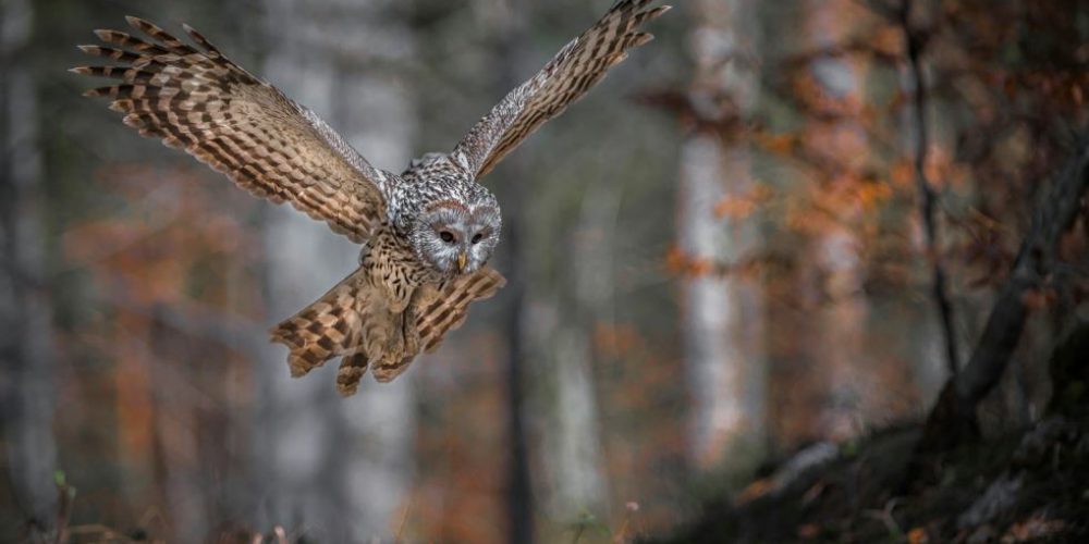 Fotografska razstava Magična narava: najboljše 2018