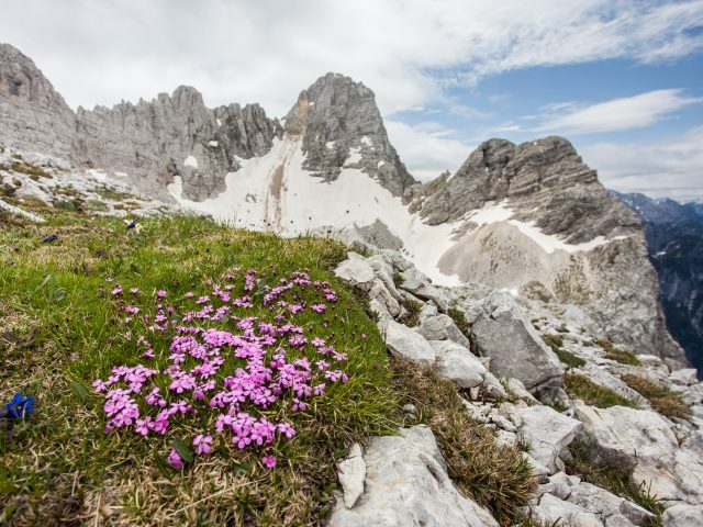 Biotska pestrost v gorah