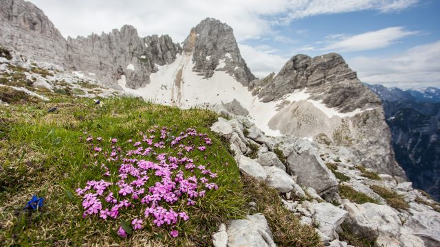 Biotska pestrost v gorah