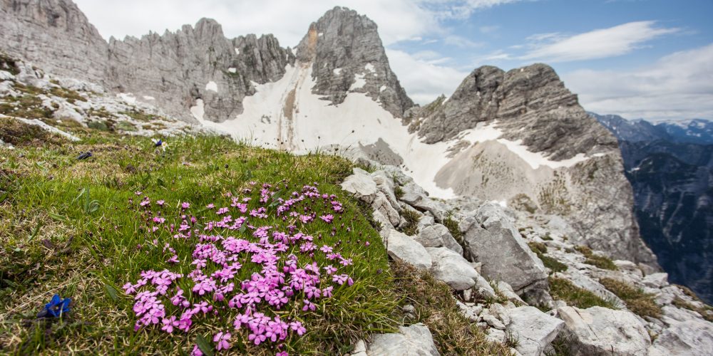 Biotska pestrost v gorah