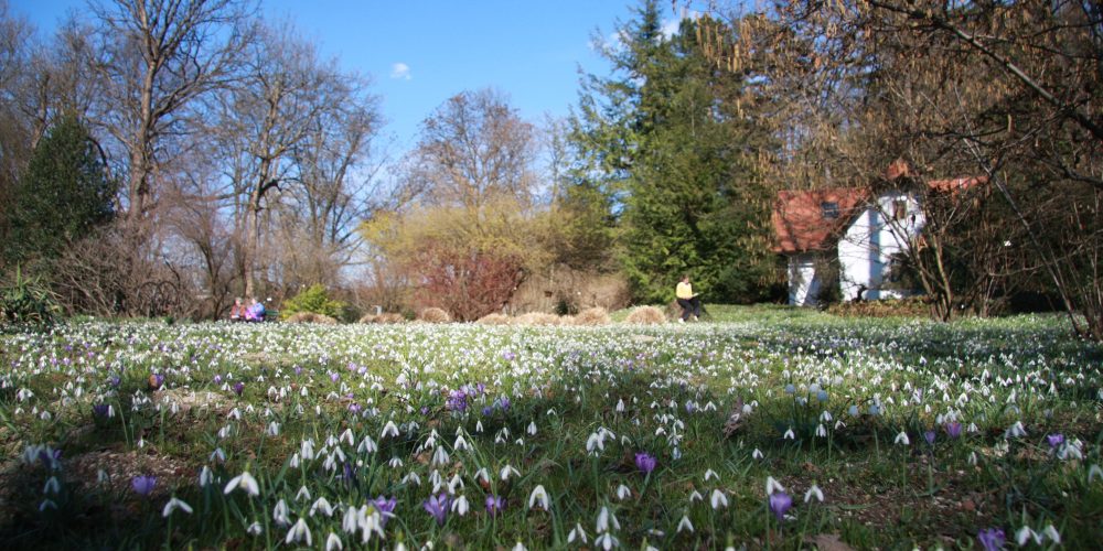 Predavanje “The Year of Snowdrop”
