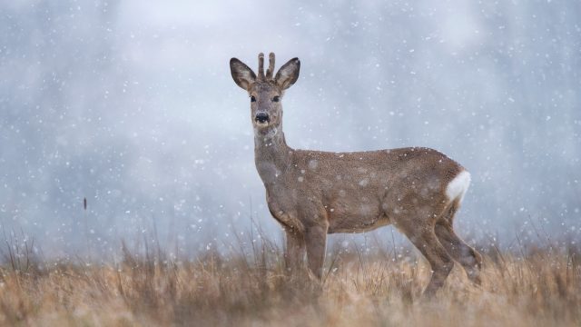 Fotografski natečaj “Biodiverziteta – umetnost življenja 2021”