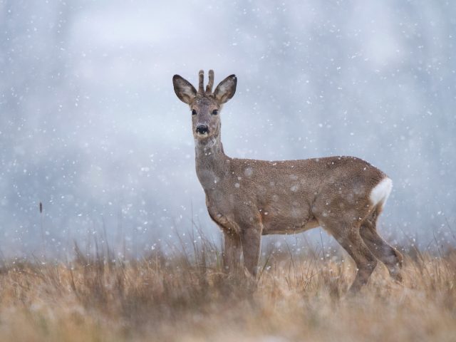 Fotografski natečaj “Biodiverziteta – umetnost življenja 2021”