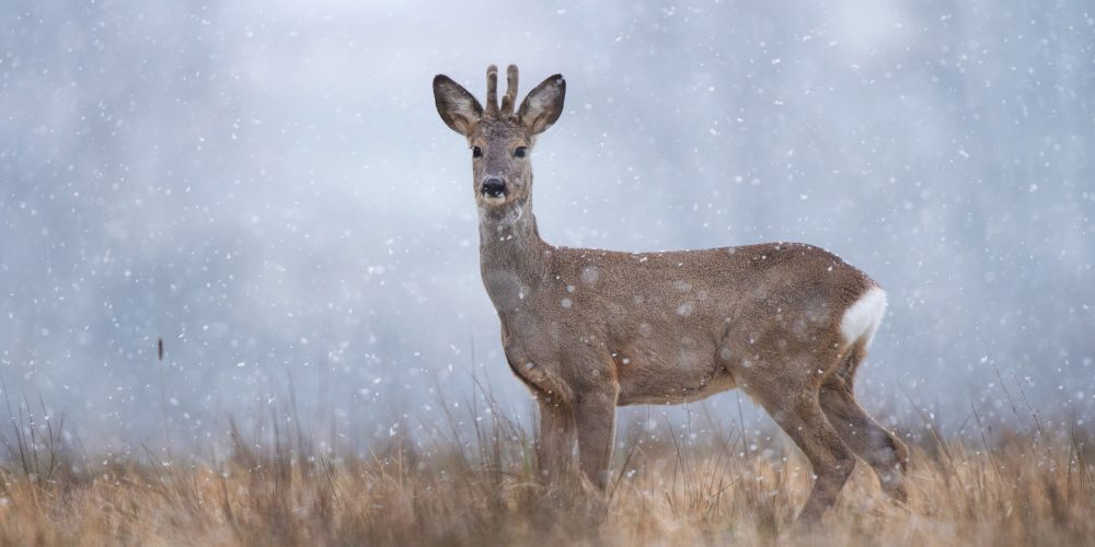 Rezultati fotografskega natečaja »Biodiverziteta – umetnost življenja 2020«