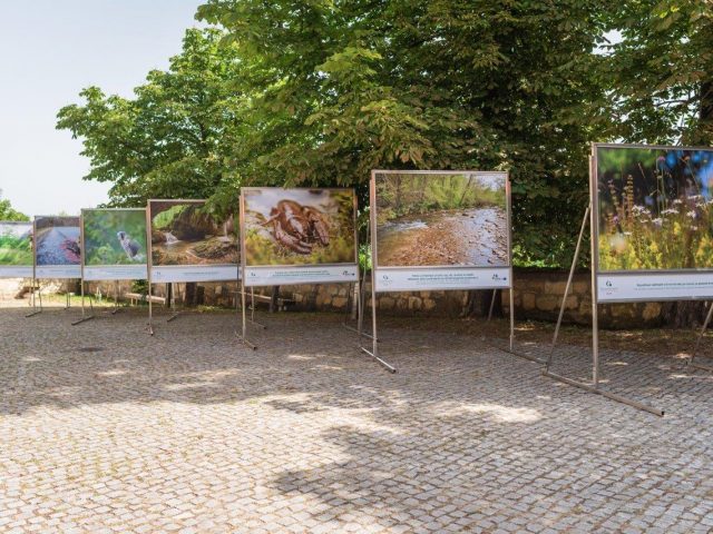 Fotografska razstava »BIOTSKA PESTROST JE OGROŽENA«