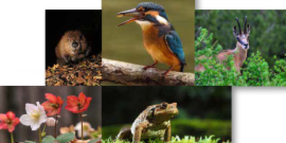 Brochure about biodiversity – SLO