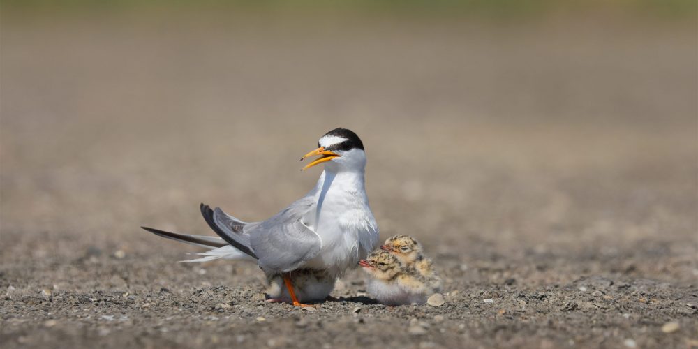 Mestni plakati o varovanju biodiverzitete