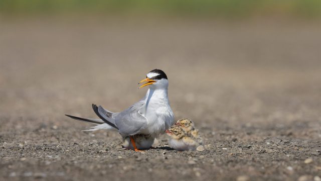 Mestni plakati o varovanju biodiverzitete