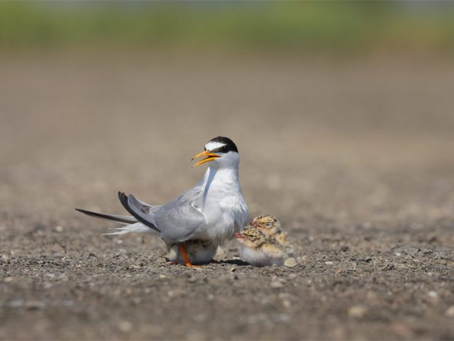 Mestni plakati o varovanju biodiverzitete