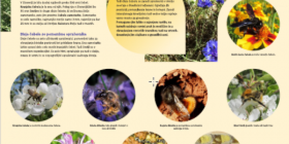 Poster about wild bees