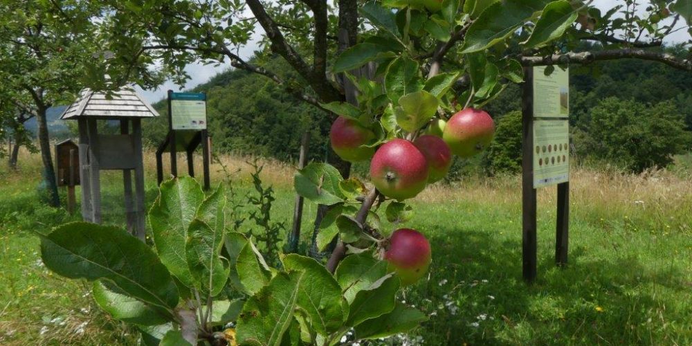 Predavanje “Biotska pestrost travniških sadovnjakov”