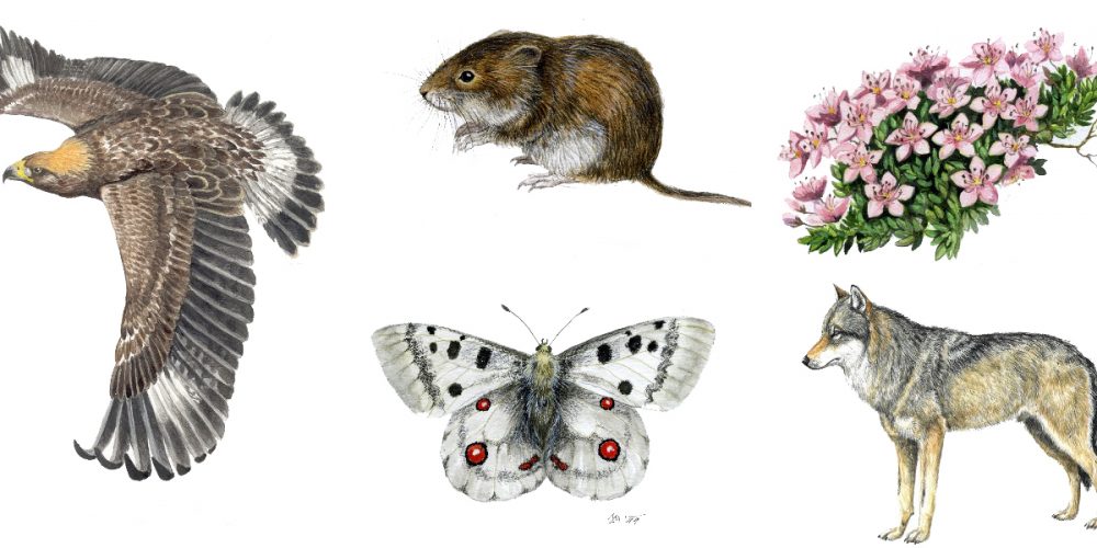 40 let TNP – JURIJ MIKULETIČ: POTRETI BIODIVERZITETE NARODNEGA PARKA
