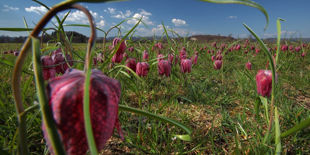 Razstava: Ekosistemi Slovenije in biodiverziteta v Novem mestu