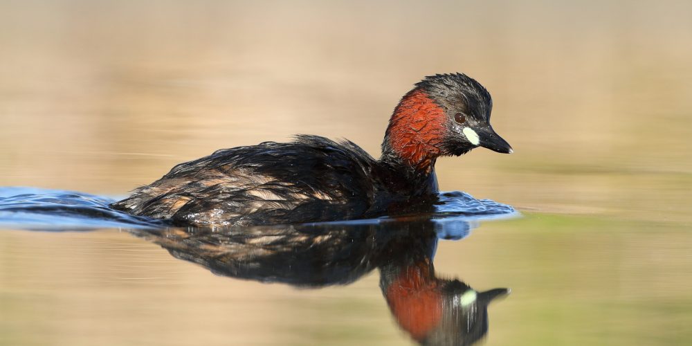 Razstava: Ekosistemi Slovenije in biodiverziteta na Ptuju