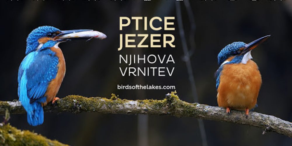 POLETNI KINO: Ptice jezer, njihova vrnitev