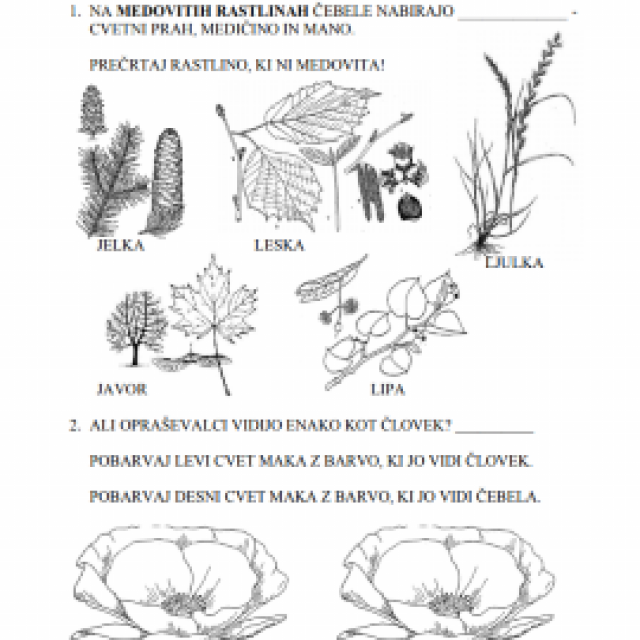 Worksheets for primary and secondary schools in the Botanical Garden