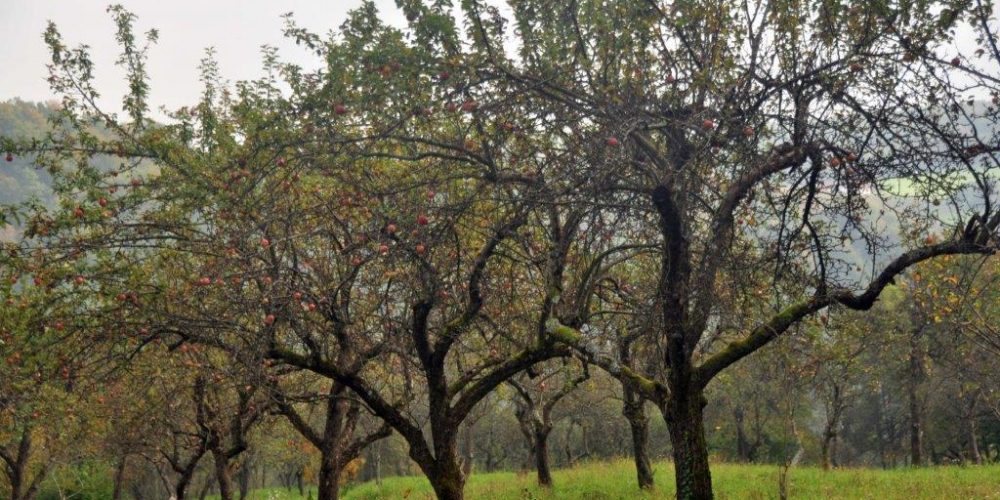 Naravoslovni dan za SEŠ Celje