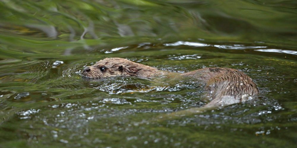 Vidra, skrivnostna prebivalka voda na Ljubljanskem barju