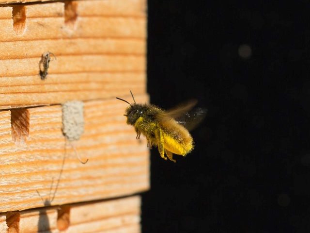 Čebele samotarke