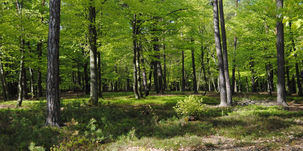 Naravoslovni dan OŠ Grad