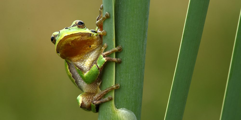 Razstava: Ekosistemi Slovenije in biodiverziteta