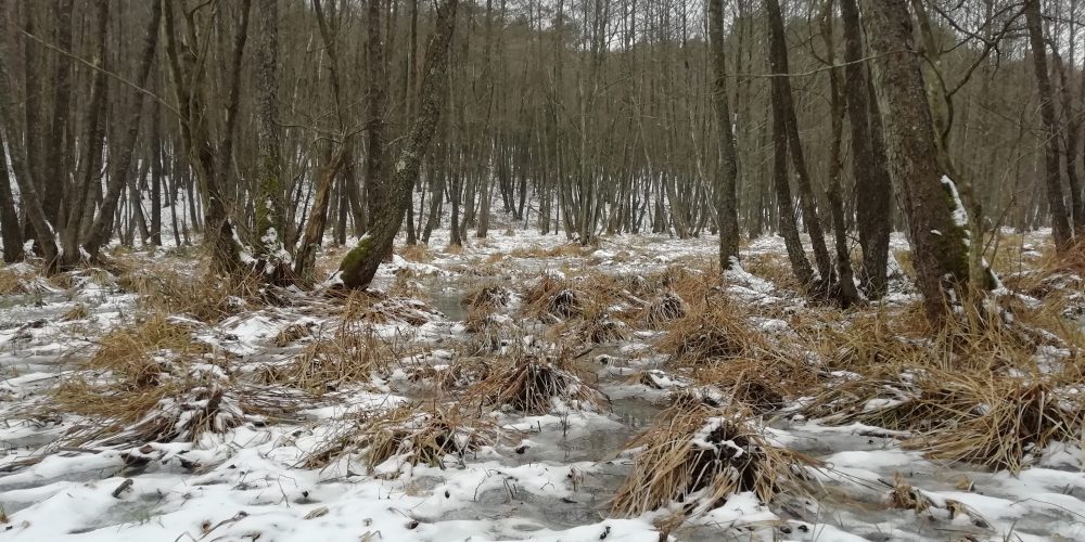 Pohod ob Muri ob Svetovnem dnevu mokrišč ne bo minil brez projekta LIFE Naturaviva