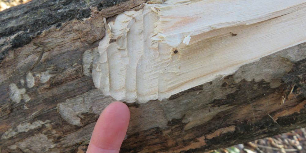 27. REGIJSKO SREČANJE MLADIH RAZISKOVALCEV