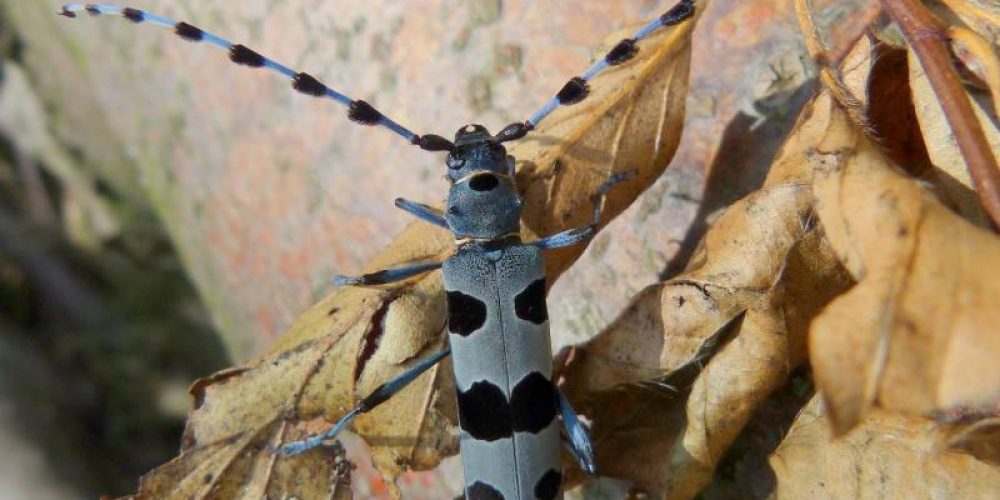 Predstavitev Life Naturaviva študentom na obisku