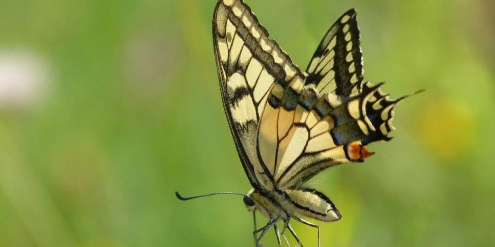 Predstavitev projekta Life Naturaviva Gasilskemu društvu Krka