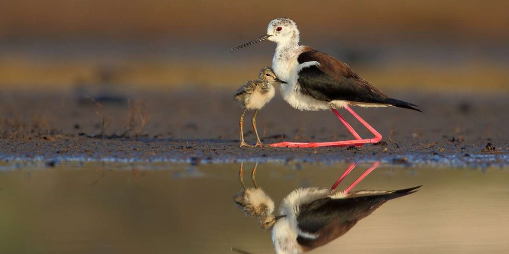 Odprtje fotografske razstave Biodiverziteta Slovenije – ODPOVEDANO