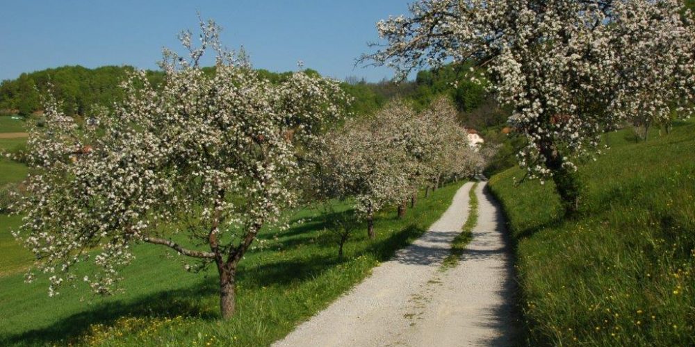 Spletno predavanje o travniških sadovnjakih